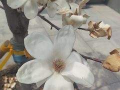 -长安寺