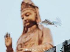 -普陀山风景名胜区-法雨禅寺