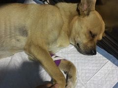 -小叮当动物医院·骨科·眼科