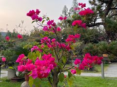 -杭州植物园