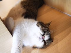 -瞄一喵猫咖(格力海岸店)