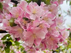 -海棠花溪(元大都城垣遗址公园)