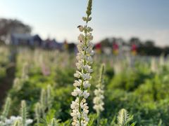 -松山湖梦幻百花洲
