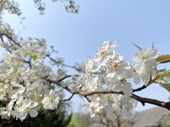 -桃花堤公园