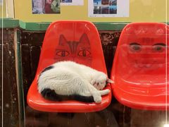-猫咪博物馆(顶澳仔猫街店)