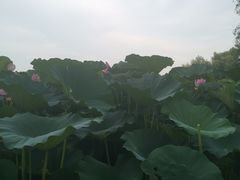 -长春市南湖公园