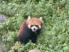 -都江堰中华大熊猫苑