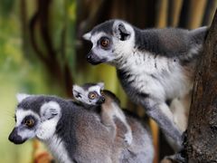 -海合安武汉极地海洋公园