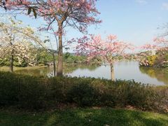 -森波拉火山温泉