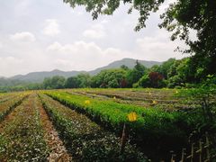-中国茶叶博物馆(双峰馆区)