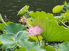 -荔湾湖公园