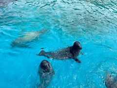 -海合安天津极地海洋公园