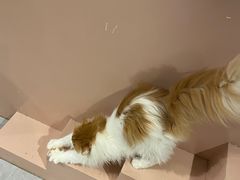 -猫儿山۰猫主题餐厅