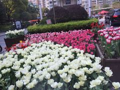 -新湖明珠城