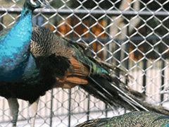 -泉州海丝野生动物世界