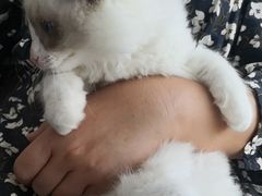 -芭比堂动物医院·CT·微创中心(新顺分院)