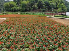 -广州市石门国家森林公园