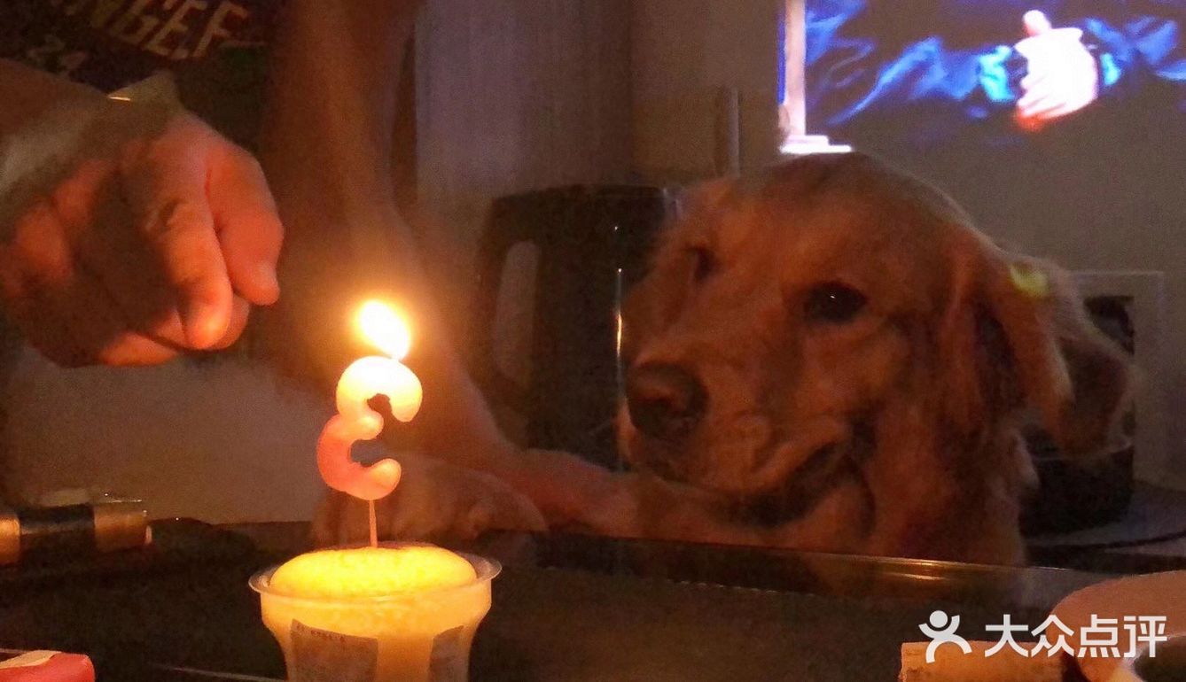 2020最后一天写给汪星人