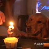 2020最后一天写给汪星人