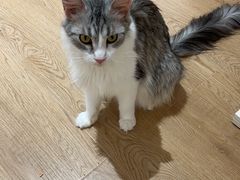 -1013 PET SHOP精品宠物商店(丁香店)