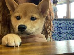 -柴源莊·柴小宠柴犬咖啡