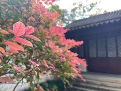 -秋霞圃