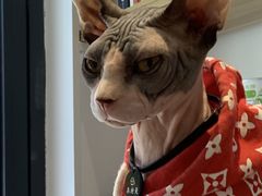 -啵啵喵·猫咖(攀华国际店)