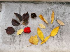 -石家庄市植物园