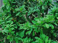 -南山植物园