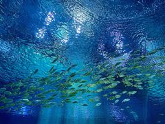 景点-上海海昌海洋公园