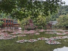-野象谷景区