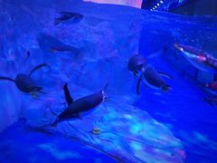 -芜湖新华联大白鲸海洋公园