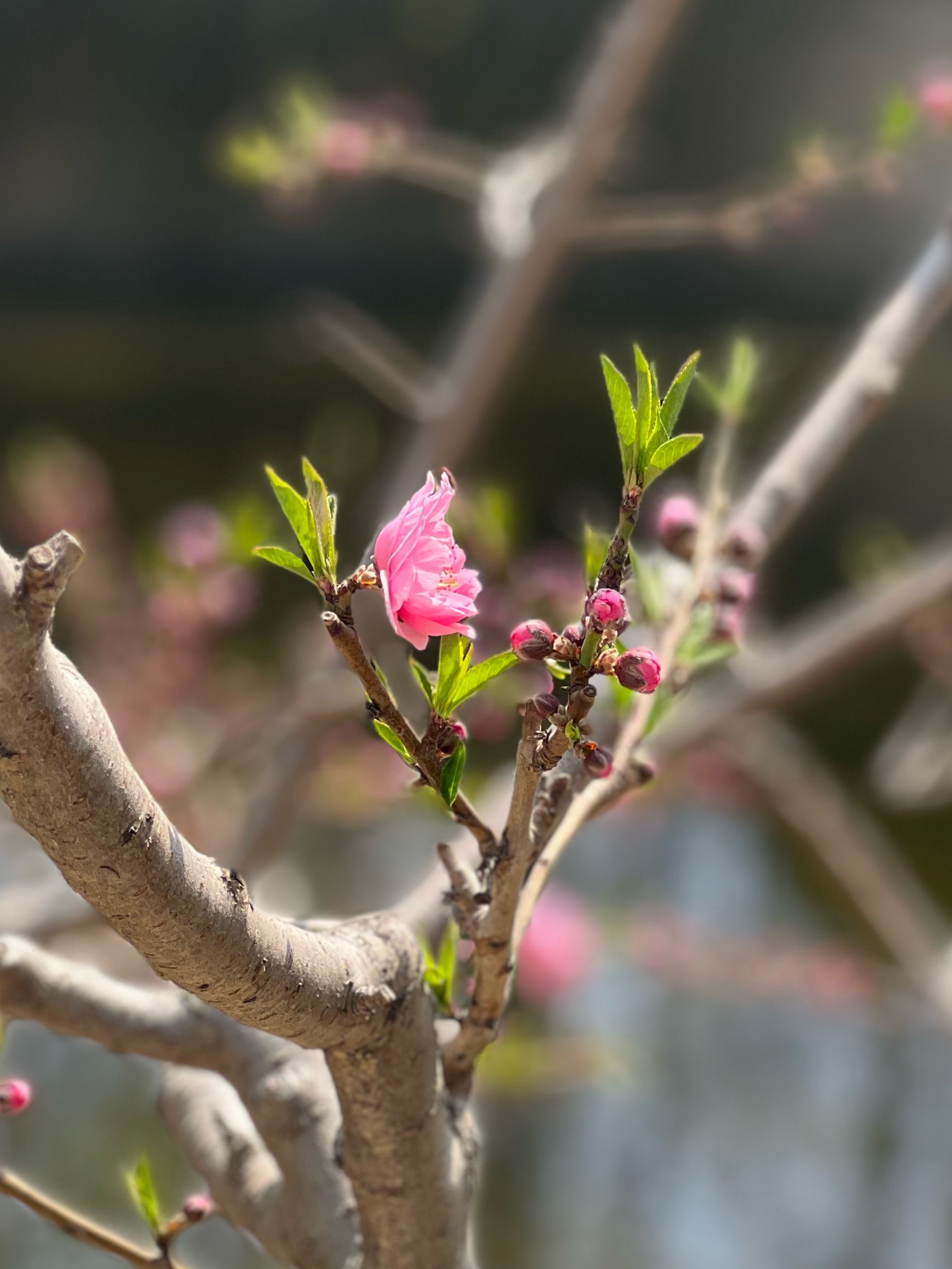 元大都遗址公园桃花图片