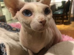 -猫小院猫主题餐厅(三里屯店)