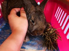 -爱侣宠医·鹦鹉专科·小型哺乳类·异宠专科(灵石路店)