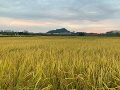 -光明小镇欢乐田园