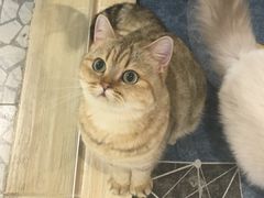 -momokira米努特·德文卷毛猫·棉花面纱犬