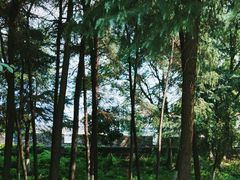 -阅江楼风景区