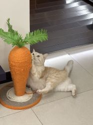 -齐伽生活馆·瑜伽·普拉提·阿育吠陀