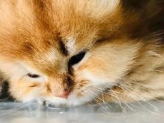 -东方名猫馆·英短金渐层布偶猫舍(环线广场1号楼店)