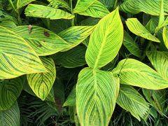 -桤木河湿地公园