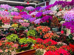 -花鸟鱼虫鲜花绿植市场(玉泉路店)