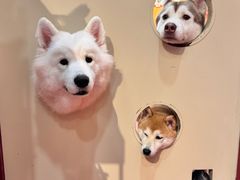 -和它·交个朋友·狗咖猫咖(爱琴海店)