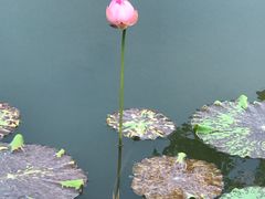 -大塘金香草谷