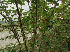 -头塘庄园(农家乐)