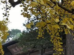 -大觉寺-停车场