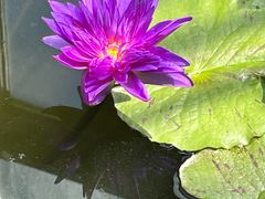 -北京植物园-展览温室