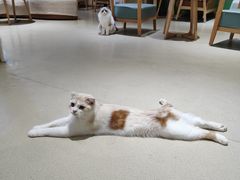 -藏猫猫咖啡主题馆(中央大道店)