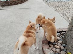 -柴犬高等学院·狗咖·柴犬售卖·宠物训练