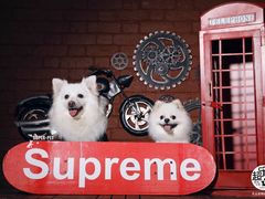 -超宠爱宠物摄影-Super pet